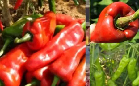 Warangal Tomato Chilli: The Fiery Crop That Colours Lipsticks And Nail Polishes!
