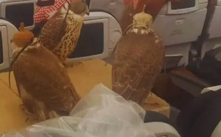 Falcons On Planes? This Is The Country That Gives Them Visas