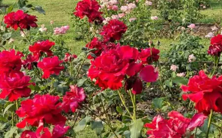 GK: Which City Is Known As The Rose Garden Of India?