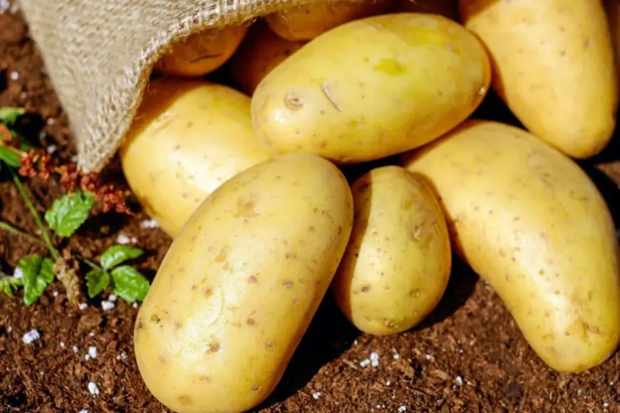 Should People With Diabetes Avoid Eating Potatoes? Doctors Explain