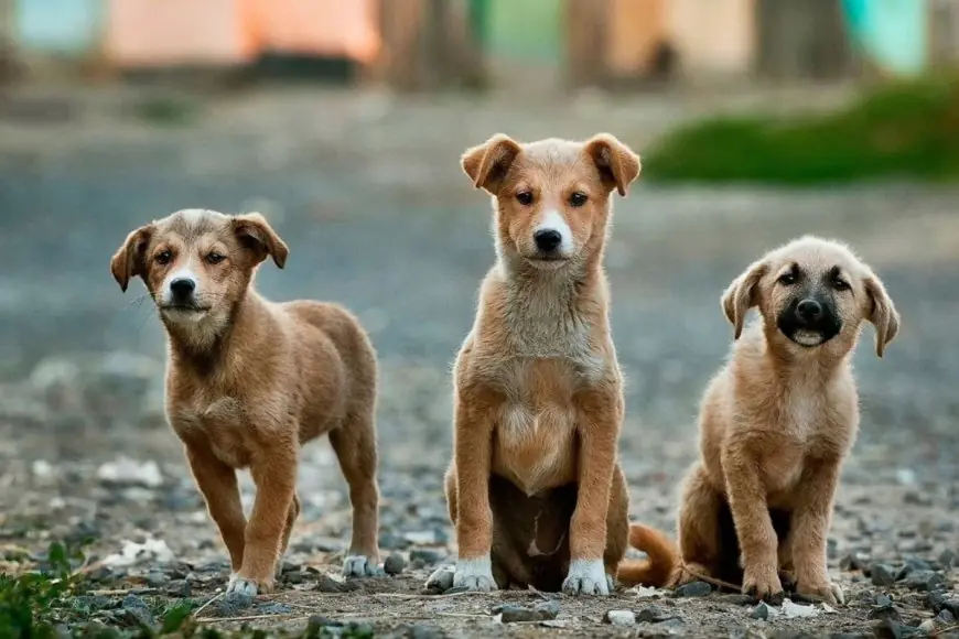 As India Debates Its Community Animals: Experts Share What Works