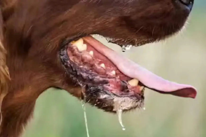 Rabies To Be Declared A Notifiable Disease In Delhi: What You Need To Know