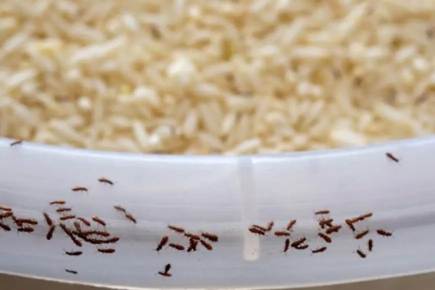 Rice Storage Hacks: Follow These Simple Home Remedies To Keep Insects And Worms Away