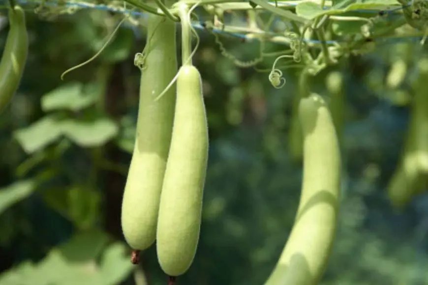 Bottle Gourd Is Not For Everyone, Why Some People Should Avoid This ‘Healthy’ Vegetable