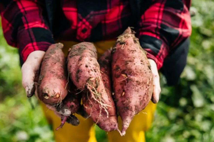 Why Sweet Potato Kheer Is Becoming A Favourite Go-To Dessert This Winter Season