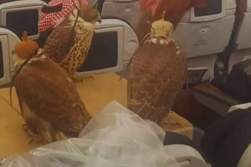 Falcons On Planes? This Is The Country That Gives Them Visas