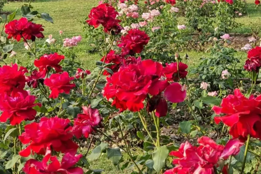 GK: Which City Is Known As The Rose Garden Of India?