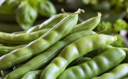 Beyond French Beans: Exploring India’s Diverse Green Bean Varieties