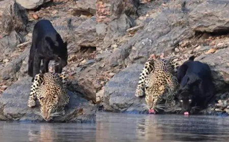 Wildlife Photographer Captures Rare Black Panther Cub & Leopard Mother Together At Bhadra Tiger Reserve