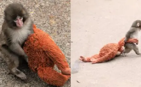 Go Baby Punch! Why Millions Of Us Are Rooting For A Tiny Monkey And His IKEA Toy