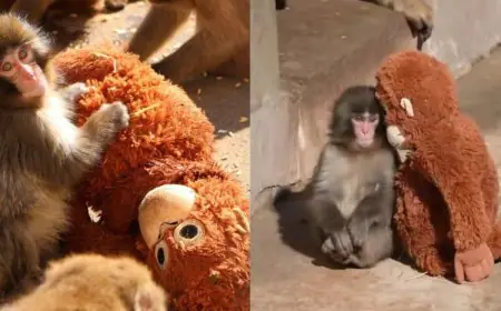Hang In There Punch: Where To See Japan’s Viral Baby Monkey Who Won’t Let Go Of His Plush Toy