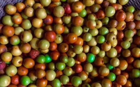 Sweet And Tangy Jujube Chutney: An Easy Homemade Winter Delight To Try Now