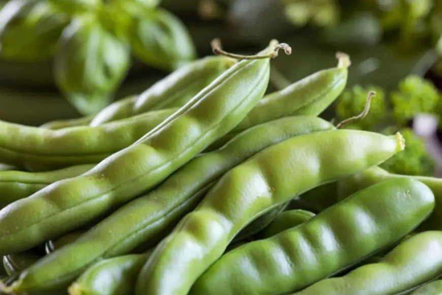 Beyond French Beans: Exploring India’s Diverse Green Bean Varieties