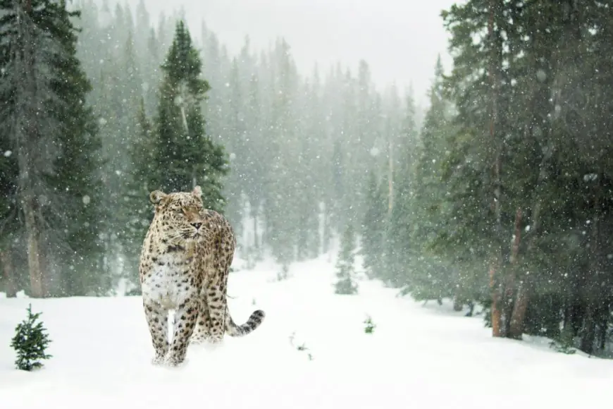 8 Places To Spot Snow Leopards In India