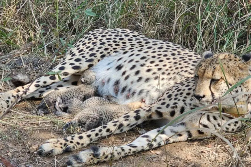 South African Cheetah ‘Gamini’ Welcomes Three Cubs At Kuno National Park: How To Visit And What To See Here