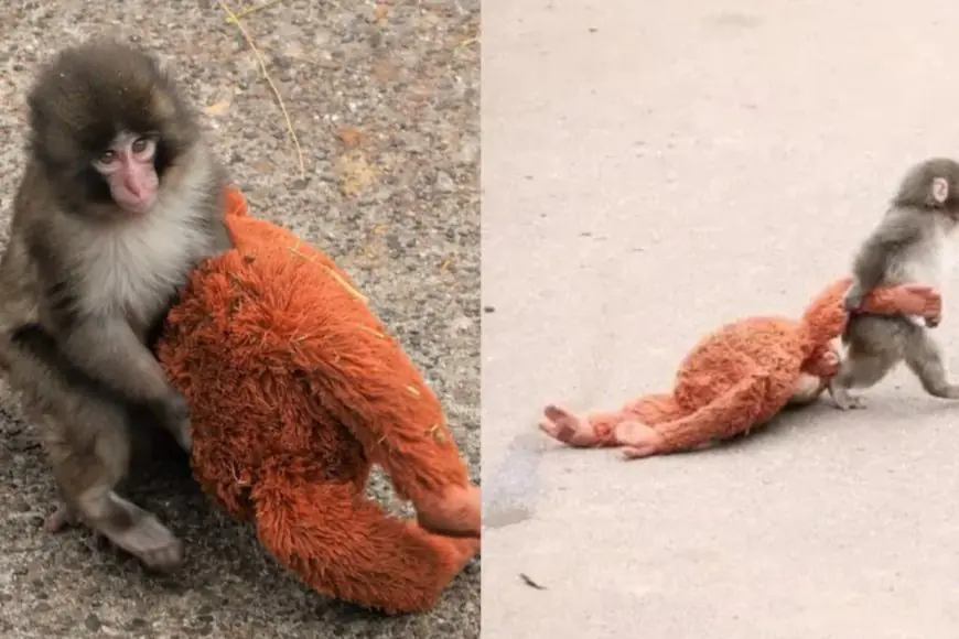 Go Baby Punch! Why Millions Of Us Are Rooting For A Tiny Monkey And His IKEA Toy