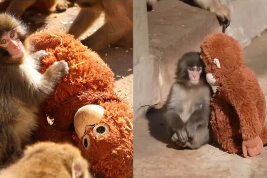 Hang In There Punch: Where To See Japan’s Viral Baby Monkey Who Won’t Let Go Of His Plush Toy