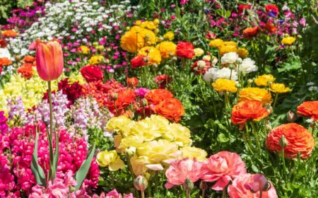 Love Gardening? These 7 Gorgeous Five-Petal Flowers Grow Easily In Indian Climates