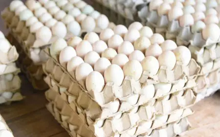 Egg Prices Hit New Low In Bengaluru As Middle East Conflict Halts Exports, Retail Rates Drop To Rs 5