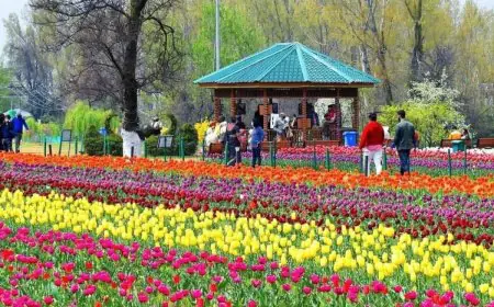 Asia’s Largest Tulip Festival To Begin On March 16: All You Need To Know