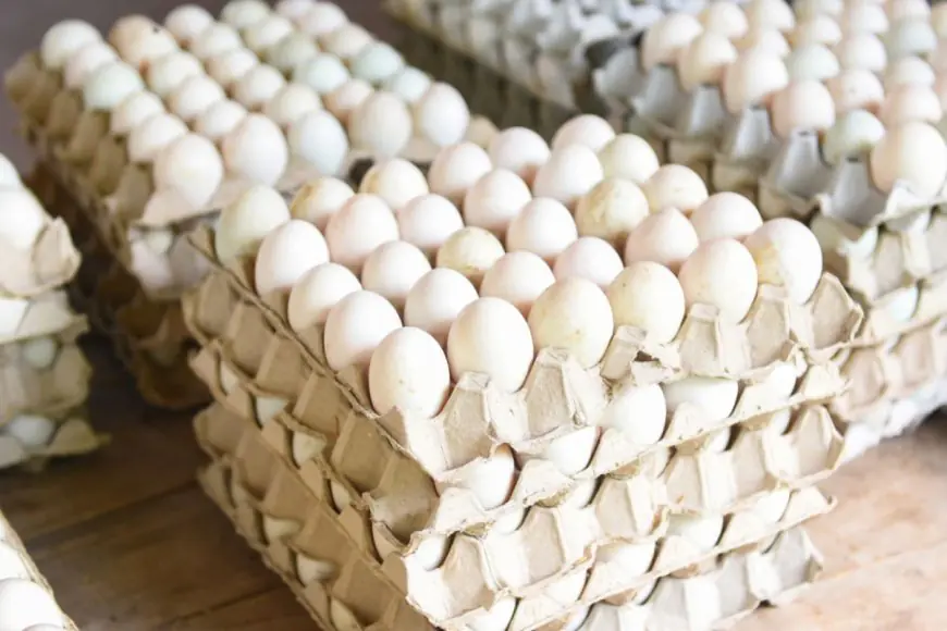 Egg Prices Hit New Low In Bengaluru As Middle East Conflict Halts Exports, Retail Rates Drop To Rs 5