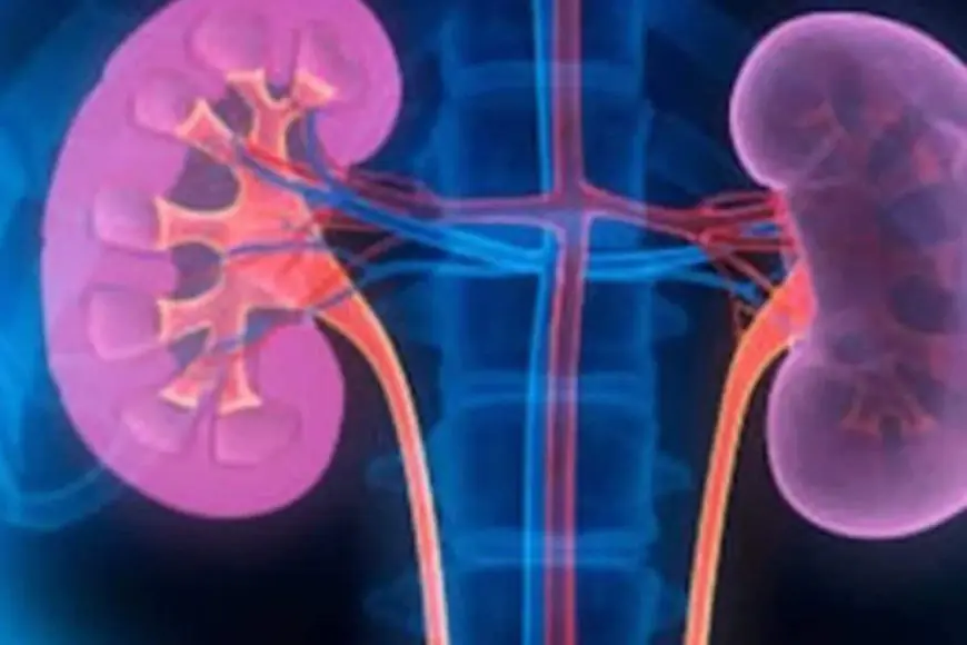 From Leg Swelling To Fatigue: What To Know About The Early Signs Of Kidney Disease