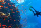 Beyond Andaman: 6 Stunning Scuba Diving Spots In India You Didn’t Know Existed