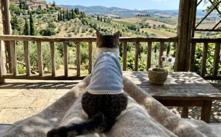 The Pawprint Planners: How Pet-Friendly Travel Is The Next Big Travel Trend Of 2026