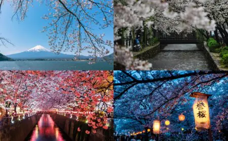 Japan’s Sakura Season In 10 Stunning Pictures