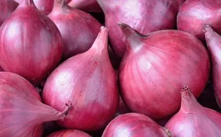 GK: Which Indian City Is Known As The Onion Hub Of The World?