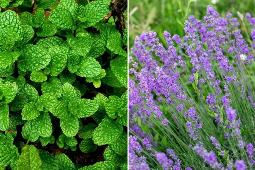 10 Indoor Plants That Could Keep Your Home Mosquito-Free This Summer